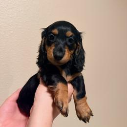Purple - Black and tan female Dachshund puppy in Oakdale, California from Mini Dachshunds