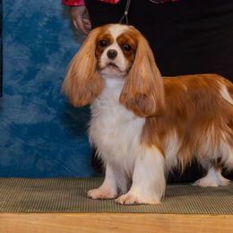 AKC Ch Daphne - Cavalier King Charles Spaniel