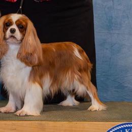 AKC Ch Daphne - Cavalier King Charles Spaniel