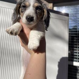 Kiki - Dapple female Dachshund puppy in Lake Dallas, Texas from 2L Dachshunds