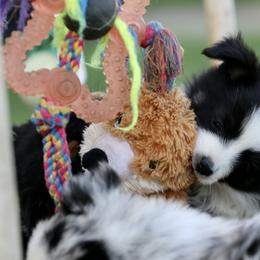 Australian Shepherd, Miniature American Shepherd, Miniature Australian Shepherd, and Toy Australian Shepherd Puppies from Painted Blue Aussies