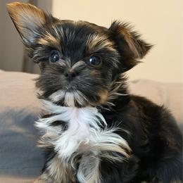 Dolly - Black and tan female Yorkshire Terrier puppy in Jacksonville, Florida from The Yorkie Shack
