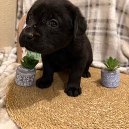 Black silver - Black male Labrador Retriever puppy in Wittmann, Arizona from AM Labradors