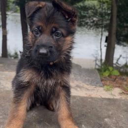 German Shepherd Puppies from Christina Vanada