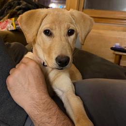 Butter - Yellow female Labrador Retriever puppy in Dickson, Tennessee from Cane Creek Labradors