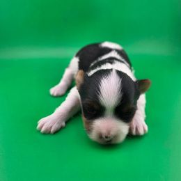 Yorkshire Terrier puppies from Happy Tails Farms