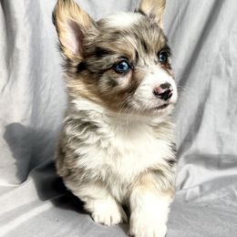 American Corgi, Basset Hound, and Pembroke Welsh Corgi Puppies from High Hopes Hounds