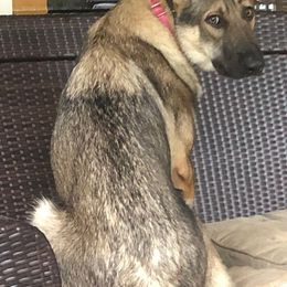 German Shepherd All Grown Up from A2 German Shepherd Dogs