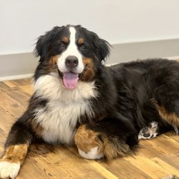 Annie - Bernese Mountain Dog