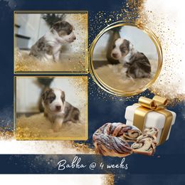 Miniature American Shepherd Puppies from Soul Stone Kennels