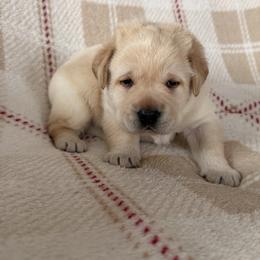 Blue - Yellow male Labrador Retriever puppy in Tekonsha, Michigan from Asher Acres Labs