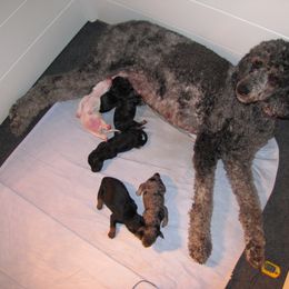 Bernedoodle Puppies from Willow Creek Farm