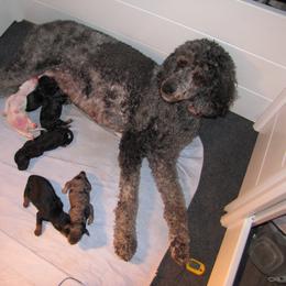 Bernedoodle Puppies from Willow Creek Farm