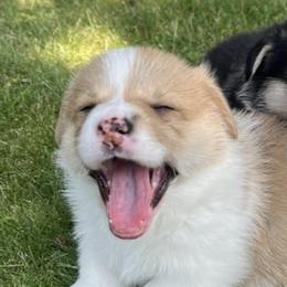Pembroke Welsh Corgis from Snowy River Pembroke Welsh Corgis