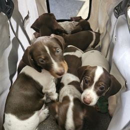 Dachshund Puppies from Bluegum Dachshunds