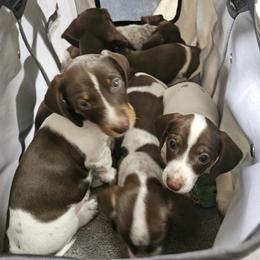 Dachshund Puppies from Bluegum Dachshunds