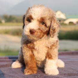 Belle - Brown merle female Aussiedoodle puppy in Hamilton, Montana from North Lake Aussies