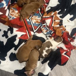 Shih Tzu Puppies from Rustic_Charm_by_Andye