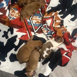 Shih Tzu Puppies from Rustic_Charm_by_Andye