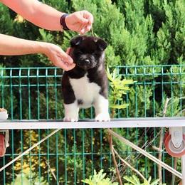 Akita Puppies from Gonza Akitas