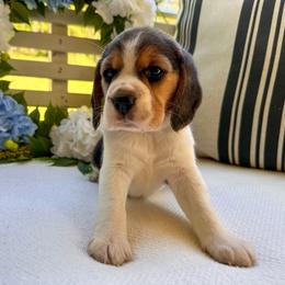 Baby girl 1 - Black white and tan female Beagle puppy in Monticello, Georgia from Beaglelove