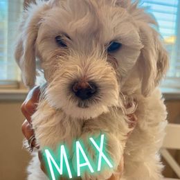 Goldendoodle Puppies from Pacific Goldendoodle, LLC