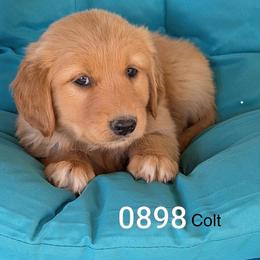 Boy 2 - Dark golden male Golden Retriever puppy in Parker, Colorado from Legacy Ranch Golden Retrievers