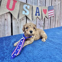 Firecracker (blue collar boy) - Brown male Cavapoo puppy in Modesto, California from Molly n Friends