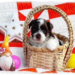 Havanese Puppies from Cloud 9 Havanese