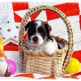 Havanese Puppies from Cloud 9 Havanese