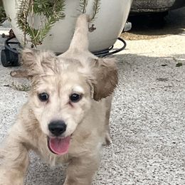 Dachshund Puppies from Honey Creek Dachshunds