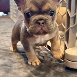 Rocco - Blue male French Bulldog puppy in Tuttle, Oklahoma from Fun & Frenchie Free, LLC