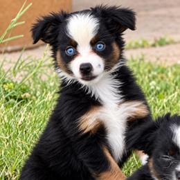 Black Tri female -2 - Black tri female Toy Australian Shepherd puppy in Hawley, Texas from Foxy’s Dachshunds & Toy Aussies