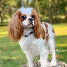 Katina - Cavalier King Charles Spaniel