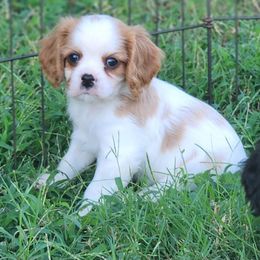 Cruise - Blenheim male Cavalier King Charles Spaniel puppy in Binger, Oklahoma from King of the Hill Cavaliers