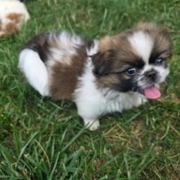 Ariel - Light red female Pekingese puppy in Winchester, Virginia from Posh Pekingese