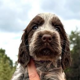 Viper - Tri-Roan female English Springer Spaniel puppy in Bay City, Wisconsin from Springer Hills Farm