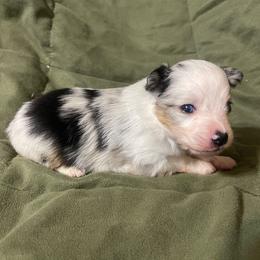 Little blue merle girl - Blue merle female Toy Australian Shepherd puppy in Springfield, Missouri from Donnie's Miniature & Toy Australian Shepherds