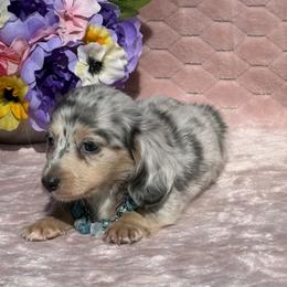 Salor - Gray (blue) and cream male Dachshund puppy in Lincoln, Arkansas from Red Dirt Dachshunds