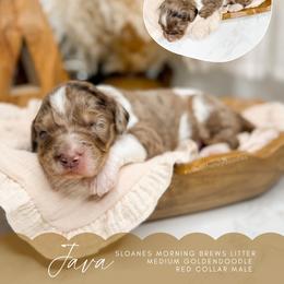 Java - Merle male Goldendoodle puppy in Ooltewah, Tennessee from Allison Family Doodles
