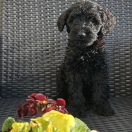 GiGi - Black female Australian Labradoodle puppy in Morristown, New Jersey from English Manor Labradoodles