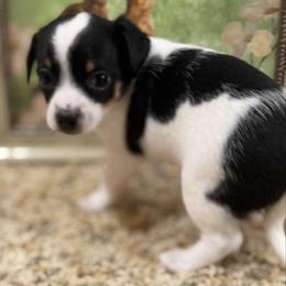Annie - Black and white female Chihuahua puppy in Amity, Pennsylvania from Rhoda and Verna