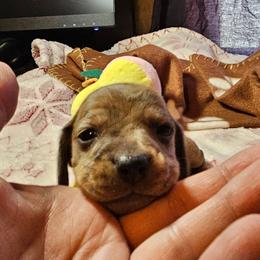 Dachshund Puppies from Randal Hunke