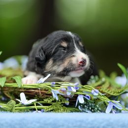 Monk - Tri-color male Border Collie puppy in Charleston, South Carolina from Blackbird Kennels