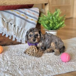 F1B Meet Girl 3 - Merle female Cavapoo puppy in Centerville, Iowa from Barnyard Dachshunds, Dals & Doodles