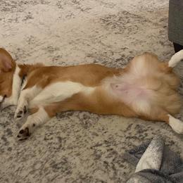 Pembroke Welsh Corgi Puppies from South Texas Blue Collar Corgis
