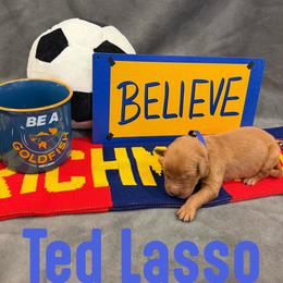 Ted Lasso - Golden male Golden Retriever puppy in Salt Lake City, Utah from Soaring golden retrievers