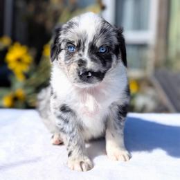 Bentley (Green collar) - Blue merle male Australian Shepherd puppy in Coulee City, Washington from Mr and Mrs Doodle Farm
