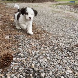 Bernedoodle and Goldendoodle Puppies from Paws 4 Doodles, LLC