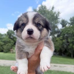 Black - Sable male Pembroke Welsh Corgi puppy in Saint Paris, Ohio from Lee Farm